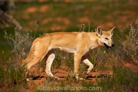 French-Line;Simpson-Desert;South-Australia;SA;S.A.;animal;animals;Australian-wildlife;Australia;Australian;Australian-Dingo;Canidae;Canis-lupus-dingo;Carnivora;carnivore;Dingo;Dingoes;dog;dogs;mammal;mammals;national-parks;predator;primative-dog;primative-dogs;Simson-Desert-Regional-Park;Simpson-Desert-National-Park;Munga_Thirri–Simpson-Desert-National-Park;Munga_Thirri-National-Park;desert;deserts