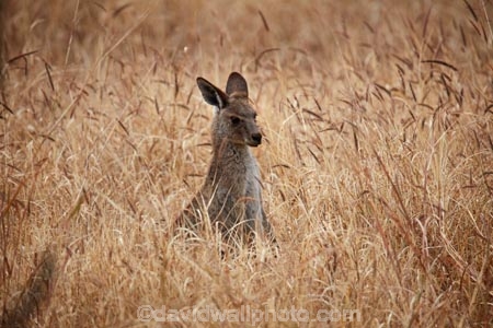 Animal;Animals;Aus;Australia;Australian;ear;eastern-gray-kangaroo;eastern-gray-kangaroos;gray-kangaroo;gray-kangaroos;Grey-Kangaroo;Grey-Kangaroos;head;heads;Kangaroo;Kangaroos;Macropus-giganteus;Mammal;Mammals;Marsupial;Marsupials;Nature;portrait;portraits;QLD;Queensland;skippy;Wild;Wildlife;Mitchell