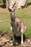 Animal;Animals;australasia;Australia;australian;austrlian;eastern-gray-kangaroo;eastern-gray-kangaroos;gray-kangaroo;gray-kangaroos;Grey-Kangaroo;Grey-Kangaroos;Kangaroo;Kangaroos;Macropus-giganteus;Mammal;Mammals;Marsupial;Marsupials;Nature;skippy;tongue;tongues;Wild;Wildlife;Zoology