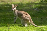 Animal;Animals;australasia;Australia;australian;austrlian;head;heads;Mammal;Mammals;Marsupial;Marsupials;Nature;portrait;portraits;skippy;wallabies;wallaby;Wild;Wildlife;Zoology