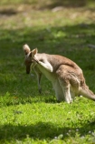 Animal;Animals;australasia;Australia;australian;austrlian;head;heads;Mammal;Mammals;Marsupial;Marsupials;Nature;portrait;portraits;skippy;wallabies;wallaby;Wild;Wildlife;Zoology