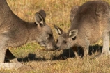 Wildlife - Australia