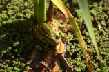 amphibian;amphibians;australasia;Australia;australian;Frog;frogs;Melbourne;pond;ponds;swamp;swamps;Victoria;Werribee-Open-Range-Zoo;wildlife