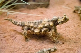 Alice-Springs;arid;Australasia;Australia;Australian;Australian-Desert;Australian-Deserts;Australian-Outback;back-country;backcountry;Central-Australia;desert;Deserts;lizard;lizards;Moloch;Moloch-horridus;N.T.;Northern-Territory;NT;Outback;red-centre;reptile;reptiles;Thorny-Devil;Thorny-Devils;Thorny-Dragon;Thorny-Dragons;Thorny-Lizard;Thorny-Lizards