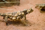 Alice-Springs;arid;Australasia;Australia;Australian;Australian-Desert;Australian-Deserts;Australian-Outback;back-country;backcountry;Central-Australia;desert;Deserts;lizard;lizards;Moloch;Moloch-horridus;N.T.;Northern-Territory;NT;Outback;red-centre;reptile;reptiles;Thorny-Devil;Thorny-Devils;Thorny-Dragon;Thorny-Dragons;Thorny-Lizard;Thorny-Lizards