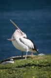 Animal;Animals;Aquatic-bird;Aquatic-birds;Australasian;Australia;Australian;Australian-Pelican;Australian-Pelicans;avian;beak;Belmont;bill;bird;bird-watching;bird_watching;birds;Blacksmiths;eco-tourism;eco_tourism;ecotourism;Fauna;Feather;Marine-bird;Marine-birds;N.S.W.;Natural;Nature;New-South-Wales;NSW;Oceania;open-bill;Ornithology;Pelecanus-conspicillatus;Pelican;Pelicans;Swansea;Swansea-Channel;water;wild;Wildlife;Zoology