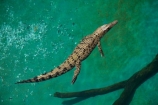Australasian;Australia;Australian;croc;Crocodylus-Porosus;Crocosaurus-Cove;crocs;Darwin;N.T.;Northern-Territory;NT;reptile;reptiles;Saltwater-Crocodile;saltwater-crocodiles;salty;Top-End