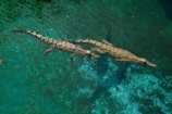 Australasian;Australia;Australian;croc;Crocodylus-Porosus;Crocosaurus-Cove;crocs;Darwin;N.T.;Northern-Territory;NT;reptile;reptiles;Saltwater-Crocodile;saltwater-crocodiles;salty;Top-End