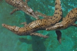 Australasian;Australia;Australian;croc;Crocodylus-Porosus;Crocosaurus-Cove;crocs;Darwin;N.T.;Northern-Territory;NT;reptile;reptiles;Saltwater-Crocodile;saltwater-crocodiles;salty;Top-End