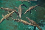 Australasian;Australia;Australian;croc;Crocodylus-Porosus;Crocosaurus-Cove;crocs;Darwin;N.T.;Northern-Territory;NT;reptile;reptiles;Saltwater-Crocodile;saltwater-crocodiles;salty;Top-End