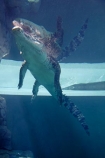 Australasian;Australia;Australian;croc;Crocodylus-Porosus;Crocosaurus-Cove;crocs;danger;dangerous;Darwin;N.T.;Northern-Territory;NT;reptile;reptiles;Saltwater-Crocodile;saltwater-crocodiles;salty;Top-End;under_water;underwater