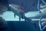 Australasian;Australia;Australian;croc;Crocodylus-Porosus;Crocosaurus-Cove;crocs;danger;dangerous;Darwin;N.T.;Northern-Territory;NT;reptile;reptiles;Saltwater-Crocodile;saltwater-crocodiles;salty;Top-End;under_water;underwater