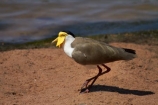 Animal;animals;Australasian;Australia;Australian;Avian;bird;bird-watching;bird_watching;birds;Darwin;East-Point;East-Point-Recreation-Reserve;East-Point-Reserve;eco-tourism;eco_tourism;ecotourism;Fauna;Masked-Lapwing;Masked-Lapwings;N.T.;Natural;Nature;Northern-Territory;NT;Ornithology;plover;plovers;Top-End;Vanellus-miles;wild;Wildlife;Wing;yellow-wattle;yellow-wattles
