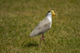Animal;animals;Australasian;Australia;Australian;Avian;bird;bird-watching;bird_watching;birds;Darwin;East-Point;East-Point-Recreation-Reserve;East-Point-Reserve;eco-tourism;eco_tourism;ecotourism;Fauna;Masked-Lapwing;Masked-Lapwings;N.T.;Natural;Nature;Northern-Territory;NT;Ornithology;plover;plovers;Top-End;Vanellus-miles;wild;Wildlife;Wing;yellow-wattle;yellow-wattles