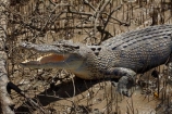 Adelaide-River;Adelaide-River-Cruises;Australia;Australian;croc;crocodile;crocodiles;Crocodylus-Porosus;crocs;danger;dangerous;dangerous-wildlife;delaide-River;Gagadju;jumping-crocodile-cruise;Kakadu;Kakadu-N.P.;Kakadu-National-Park;Kakadu-NP;mouth;N.T.;Northern-Territory;nose;NT;reptile;reptiles;saltwater-crocodile;saltwater-crocodiles;salty;spectacular-jumping-crocodile-cruise;teeth;Top-End;UN-world-heritage-area;UN-world-heritage-site;UNESCO-World-Heritage-area;UNESCO-World-Heritage-Site;united-nations-world-heritage-area;united-nations-world-heritage-site;wildlife;world-heritage;world-heritage-area;world-heritage-areas;World-Heritage-Park;World-Heritage-site;World-Heritage-Sites