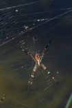Adelaide-River;Australasia;Australia;N.T.;Northern-Territory;NT;spider;spider-web;spider-webs;spider_web;spider_webs;spiders;spiderweb;spiderwebs;Top-End;web;webs