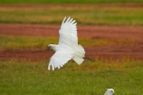 Animal;animals;Australasian;Australia;Australian;avian;Bare_eyed-Cockatoo;Beak;bird;bird-watching;bird_watching;birds;Cacatua-sanguinea;Cacatua-sanguinea-sanguinea;Cacatuidae;Cacatuinae;cockatoo;cockatoos;Derby;eco-tourism;eco_tourism;ecotourism;Fauna;Feather;flight;fly;flying;Kimberley;Kimberley-Region;Little-Corella;Little-Corellas;Natural;Nature;Ornithology;The-Kimberley;W.A.;WA;West-Australia;Western-Australia;white-cockatoo;wild;Wildlife;Wing