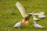 Animal;animals;Australasian;Australia;Australian;avian;Bare_eyed-Cockatoo;Beak;bird;bird-watching;bird_watching;birds;Cacatua-sanguinea;Cacatua-sanguinea-sanguinea;Cacatuidae;Cacatuinae;cockatoo;cockatoos;Derby;eco-tourism;eco_tourism;ecotourism;Fauna;Feather;flight;fly;flying;Kimberley;Kimberley-Region;Little-Corella;Little-Corellas;Natural;Nature;Ornithology;The-Kimberley;W.A.;WA;West-Australia;Western-Australia;white-cockatoo;wild;Wildlife;Wing