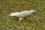 Animal;animals;Australasian;Australia;Australian;Avian;Bare_eyed-Cockatoo;Beak;Bird;bird-watching;bird_watching;birds;Cacatua-sanguinea;Cacatua-sanguinea-sanguinea;Cacatuidae;Cacatuinae;cockatoo;cockatoos;Derby;eco-tourism;eco_tourism;ecotourism;Fauna;Kimberley;Kimberley-Region;Little-Corella;Little-Corellas;Natural;Nature;Ornithology;The-Kimberley;W.A.;WA;West-Australia;Western-Australia;white-cockatoo;wild;Wildlife