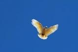 Animal;animals;Australasian;Australia;Australian;avian;Bare_eyed-Cockatoo;Beak;bird;bird-watching;bird_watching;birds;Cacatua-sanguinea;Cacatua-sanguinea-sanguinea;Cacatuidae;Cacatuinae;cockatoo;cockatoos;Derby;eco-tourism;eco_tourism;ecotourism;Fauna;Feather;flight;fly;flying;Kimberley;Kimberley-Region;Little-Corella;Little-Corellas;Natural;Nature;Ornithology;The-Kimberley;W.A.;WA;West-Australia;Western-Australia;white-cockatoo;wild;Wildlife;Wing