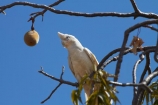 Animal;animals;Australasian;Australia;Australian;Avian;Bare_eyed-Cockatoo;Beak;Bird;bird-watching;bird_watching;birds;Cacatua-sanguinea;Cacatua-sanguinea-sanguinea;Cacatuidae;Cacatuinae;cockatoo;cockatoos;Derby;eco-tourism;eco_tourism;ecotourism;Fauna;Kimberley;Kimberley-Region;Little-Corella;Little-Corellas;Natural;Nature;Ornithology;The-Kimberley;W.A.;WA;West-Australia;Western-Australia;white-cockatoo;wild;Wildlife