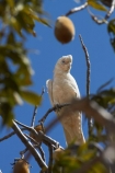 Animal;animals;Australasian;Australia;Australian;Avian;Bare_eyed-Cockatoo;Beak;Bird;bird-watching;bird_watching;birds;Cacatua-sanguinea;Cacatua-sanguinea-sanguinea;Cacatuidae;Cacatuinae;cockatoo;cockatoos;Derby;eco-tourism;eco_tourism;ecotourism;Fauna;Kimberley;Kimberley-Region;Little-Corella;Little-Corellas;Natural;Nature;Ornithology;The-Kimberley;W.A.;WA;West-Australia;Western-Australia;white-cockatoo;wild;Wildlife