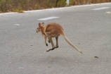 agile-wallabies;agile-wallaby;animal;animals;Australasia;Australia;Katherine;Katherine-Gorge;Katherine-Gorge-National-Park;Macropus-agilis;mammal;mammals;marsupial;marsupials;N.T.;national-park;national-parks;Nitmiluk-N.P.;Nitmiluk-National-Park;Nitmiluk-NP;Northern-Territory;NT;Top-End;wallabies;wallaby;wildlife