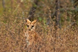 agile-wallabies;agile-wallaby;animal;animals;Australasia;Australia;Katherine;Katherine-Gorge;Katherine-Gorge-National-Park;Macropus-agilis;mammal;mammals;marsupial;marsupials;N.T.;national-park;national-parks;Nitmiluk-N.P.;Nitmiluk-National-Park;Nitmiluk-NP;Northern-Territory;NT;Top-End;wallabies;wallaby;wildlife