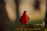 Australian;wildlife;animal;animals;Australian-wildlife;bird;birds;Animal;animals;Bright;crimson-rosella;Crimson-Rosellas;Natural;Nature;Parrot;parrots;Perch;Perching;Platycercus-elegans;Plumage;Portrait;Red;rosella;rosellas;Vivid;Wildlife;Armidale;NSW;N.S.W.;New-South-Wales