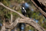 Australia;Australian;wildlife;animal;animals;Australian-wildlife;bird;birds;Australian-Magpie;Gymnorhina-tibicen;Australian-Magpies;magpie;magpie;butcherbird;butcherbirds