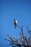 Australia;Australian;wildlife;animal;animals;Australian-wildlife;Australia;Australian;wildlife;animal;animals;Australian-wildlife;bird;birds;Masked-Woodswallow;Masked-Woodswallows;Simpson-Desert;outback;Queensland;Australia;Woodswallow;Woodswallows;Artamus-personatus;swallow;swallows