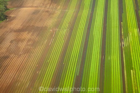 aerial;aerial-photo;aerial-photograph;aerial-photographs;aerial-photography;aerial-photos;aerial-view;aerial-views;aerials;agricultural;agriculture;Auckland;brown;commercial-produce-garden;country;countryside;crop;crops;farm;farming;farmland;farms;field;fields;garden;gardens;green;horticulture;market-garden;market-gardens;N.I.;N.Z.;New-Zealand;NI;North-Is;North-Is.;North-island;Nth-Is;NZ;produce;row;rows;rural;season;seasonal;seasons;spring;springtime;vegetable-garden;vegetable-gardens;vegetable-growing;vegetables