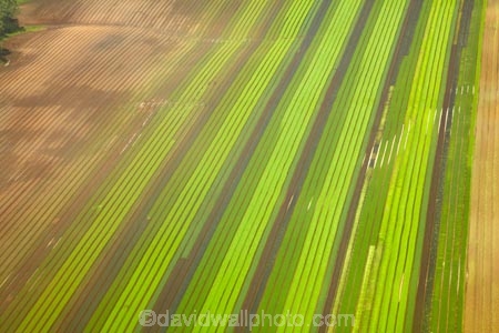 aerial;aerial-photo;aerial-photograph;aerial-photographs;aerial-photography;aerial-photos;aerial-view;aerial-views;aerials;agricultural;agriculture;Auckland;brown;commercial-produce-garden;country;countryside;crop;crops;farm;farming;farmland;farms;field;fields;garden;gardens;green;horticulture;market-garden;market-gardens;N.I.;N.Z.;New-Zealand;NI;North-Is;North-Is.;North-island;Nth-Is;NZ;produce;row;rows;rural;season;seasonal;seasons;spring;springtime;vegetable-garden;vegetable-gardens;vegetable-growing;vegetables