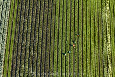 aerial;aerial-image;aerial-images;aerial-photo;aerial-photograph;aerial-photographs;aerial-photography;aerial-photos;aerial-view;aerial-views;aerials;agricultural;agriculture;Ardmore;Auckland;Auckland-region;country;countryside;crop;crops;farm;farming;farmland;farms;field;fields;horticulture;market-garden;market-gardens;meadow;meadows;N.I.;N.Z.;New-Zealand;NI;North-Is;North-Island;NZ;paddock;paddocks;pasture;pastures;picker;pickers;rural;South-Auckland;vegetable-garden;vegetable-gardens;worker;workers