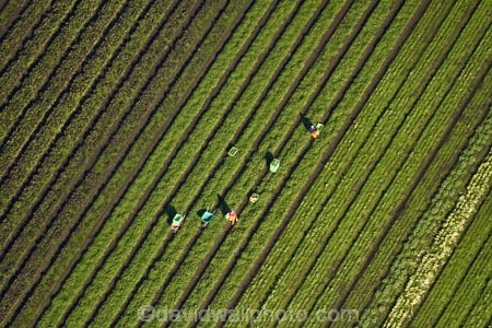aerial;aerial-image;aerial-images;aerial-photo;aerial-photograph;aerial-photographs;aerial-photography;aerial-photos;aerial-view;aerial-views;aerials;agricultural;agriculture;Ardmore;Auckland;Auckland-region;country;countryside;crop;crops;farm;farming;farmland;farms;field;fields;horticulture;market-garden;market-gardens;meadow;meadows;N.I.;N.Z.;New-Zealand;NI;North-Is;North-Island;NZ;paddock;paddocks;pasture;pastures;picker;pickers;rural;South-Auckland;vegetable-garden;vegetable-gardens;worker;workers
