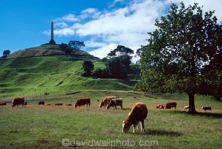 agriculture;calves;city;cornwall-park;cow;cows;farm;farming;farmland;farms;field;fields;grass;meadow;meadows;monument;paddock;paddocks;pasture;rural