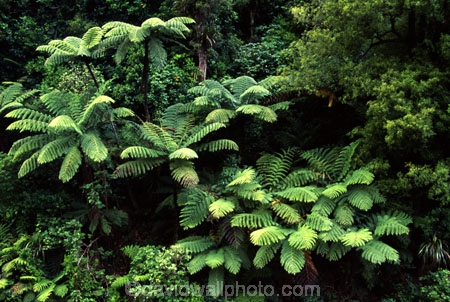 black-tree-fern;blacktree-fern;fern;ferns;forest;forestry;forests;green;lush;mamaku;native-bush