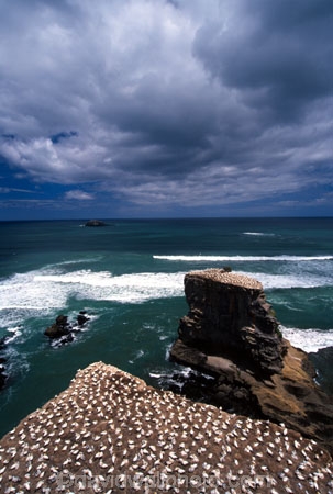 australasian-gannet;birds;bluff;bluffs;cliff;cliffs;cloud;clouds;coast;coastal;colonies;gannets;headland;morus-serrator;native;natural-history;nature;new-zealand;ocean;pacific;promontory;sea
