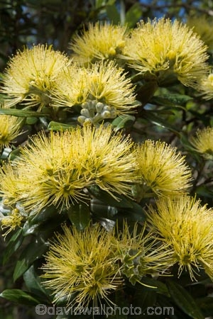 Auckland;Aurea;bloom;blooms;Cornwall-Park;flower;flowers;icon;icons;leaf;leaves;Metrosideros-excelsa;Metrosideros-excelsa-Aurea;N.I.;N.Z.;native;nature;New-Zealand;NI;north-is.;North-Island;NZ;One-Tree-Hill;Pohutukawa;pohutukawas;summer;symbol;symbols;Yellow;Yellow-Pohutukawa;Yellow-Pohutukawa-Flower;Yellow-Pohutukawa-Flowers;Yellow-Pohutukawas
