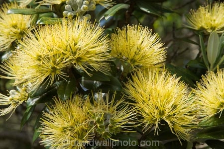 Auckland;Aurea;bloom;blooms;Cornwall-Park;flower;flowers;icon;icons;leaf;leaves;Metrosideros-excelsa;Metrosideros-excelsa-Aurea;N.I.;N.Z.;native;nature;New-Zealand;NI;north-is.;North-Island;NZ;One-Tree-Hill;Pohutukawa;pohutukawas;summer;symbol;symbols;Yellow;Yellow-Pohutukawa;Yellow-Pohutukawa-Flower;Yellow-Pohutukawa-Flowers;Yellow-Pohutukawas