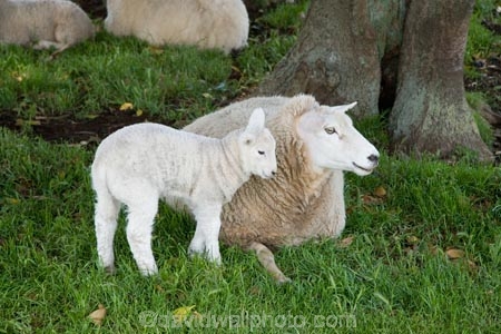 agricultural;agriculture;Animal;Animals;Auckland;Cronwall-Park;Daytime;ewe;ewes;farm;Farm-animals;farming;farms;field;fields;Herbivore;Herbivores;Herbivorous;lamb;lambs;Livestock;Mammal;Mammals;Maungakiekie;meadow;meadows;mother;mothers;N.I.;N.Z.;New-Zealand;NI;North-Island;NZ;One-Tree-Hill;One-Tree-Hill-Domain;Outdoor;Outdoors;Outside;paddock;paddocks;pasture;pastures;Sheep;stock;white;wool;woolly;wooly