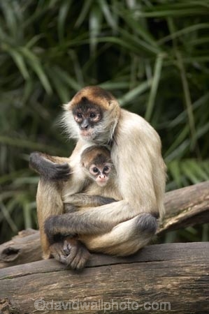 animal;animals;Ateles-geoffroyi-geoffroyi;Auckland;Auckland-Zoo;fauna;mammal;mammals;monkey;monkeys;N.I.;N.Z.;New-Zealand;NI;North-is;North-Island;NZ;primate;primates;Spider-monkey;spider-monkeys;wildlife;wildlife-park;wildlife-parks;zoo;zoos;zoozs