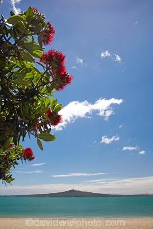 Auckland;beach;beaches;coast;coastal;coastline;flower;flowers;metrosideros-excelsa;Mission-Bay;Mission-Bay-Beach;N.I.;N.Z.;native;native-plant;native-plants;New-Zealand;NI;North-Is;North-Is.;North-Island;NZ;ocean;oceans;plant;plants;pohutakawa;pohutakawas;pohutukawa;pohutukawa-flower;pohutukawa-flowers;pohutukawa-tree;pohutukawa-trees;pohutukawas;Rangitoto-Is;Rangitoto-Island;sand;sandy;sea;seas;shore;shoreline;summer;surf;tree;trees