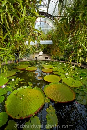 Auckland;Auckland-Domain;Domain-Wintergarden;Domain-Wintergardens;giant-water-lilies;giant-water-lily;N.Z.;New-Zealand;North-Is.;North-Island;Nth-Is;NZ;pond;ponds;The-Domain;Tropical-House;tropical-plant;tropical-plants;water-lilies;water-lily;Winter-garden;Winter-gardens;Wintergarden;Wintergardens