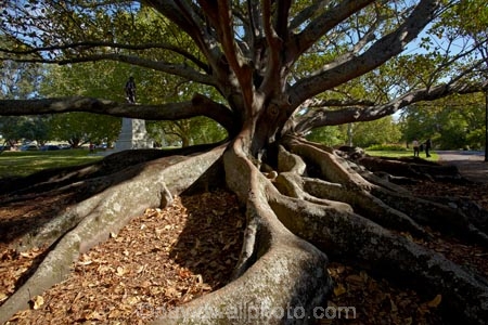 Auckland;Auckland-Domain;Australian-banyan;branch;branches;Ficus-Macrophylla;fig-tree;fig-trees;Moreton-Bay-fig;Moreton-Fig-Tree;N.Z.;New-Zealand;North-Is.;North-Island;Nth-Is;NZ;root;roots;The-Domain;tree-root;tree-roots