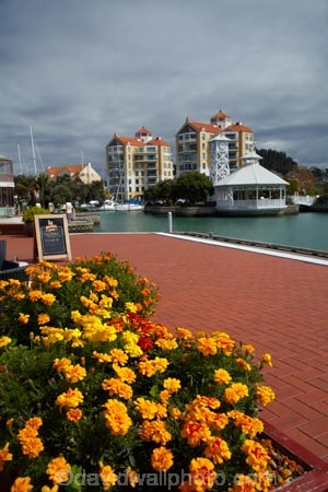 Auckland;flower;flowers;Gulf-Harbor;Gulf-Harbour;Gulf-Harbour-Development;marigolds;N.Z.;New-Zealand;North-Is.;North-Island;Nth-Is;NZ;orange;Rodney-District;Whangaparaoa-Peninsula;yellow
