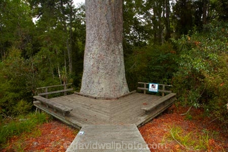 800-years-old;Auckland;Auckland-Region;forest;forests;kauri;Kauri-forest;kauri-tree;kauri-trees;kauris;N.Z.;native-bush;native-forest;native-forests;nature;New-Zealand;North-Auckland;North-Is.;North-Island;Nth-Is;NZ;Parry-Kauri-Park;The-McKinney-Kauri-Tree;tree;trees;Warkworth;wood;woods