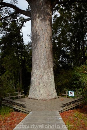 800-years-old;Auckland;Auckland-Region;forest;forests;kauri;Kauri-forest;kauri-tree;kauri-trees;kauris;N.Z.;native-bush;native-forest;native-forests;nature;New-Zealand;North-Auckland;North-Is.;North-Island;Nth-Is;NZ;Parry-Kauri-Park;The-McKinney-Kauri-Tree;tree;trees;Warkworth;wood;woods