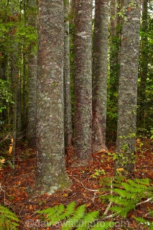 Auckland;Auckland-Region;fern;ferns;forest;forests;frond;fronds;kauri;Kauri-forest;kauri-tree;kauri-trees;kauris;N.Z.;native-bush;native-forest;native-forests;nature;New-Zealand;North-Auckland;North-Is.;North-Island;Nth-Is;NZ;Parry-Kauri-Park;tree;trees;Warkworth;wood;woods