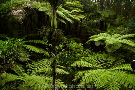 Auckland;Auckland-Region;beautiful;beauty;bush;cyathea;endemic;fern;ferns;forest;forests;frond;fronds;green;lush;N.I.;N.Z.;native;native-bush;natives;natural;nature;New-Zealand;NI;North-Auckland;North-Is.;North-Island;Nth-Is;NZ;Parry-Kauri-Park;ponga;pongas;punga;pungas;scene;scenic;tree;tree-fern;tree-ferns;trees;verdant;Warkworth;wood;woods